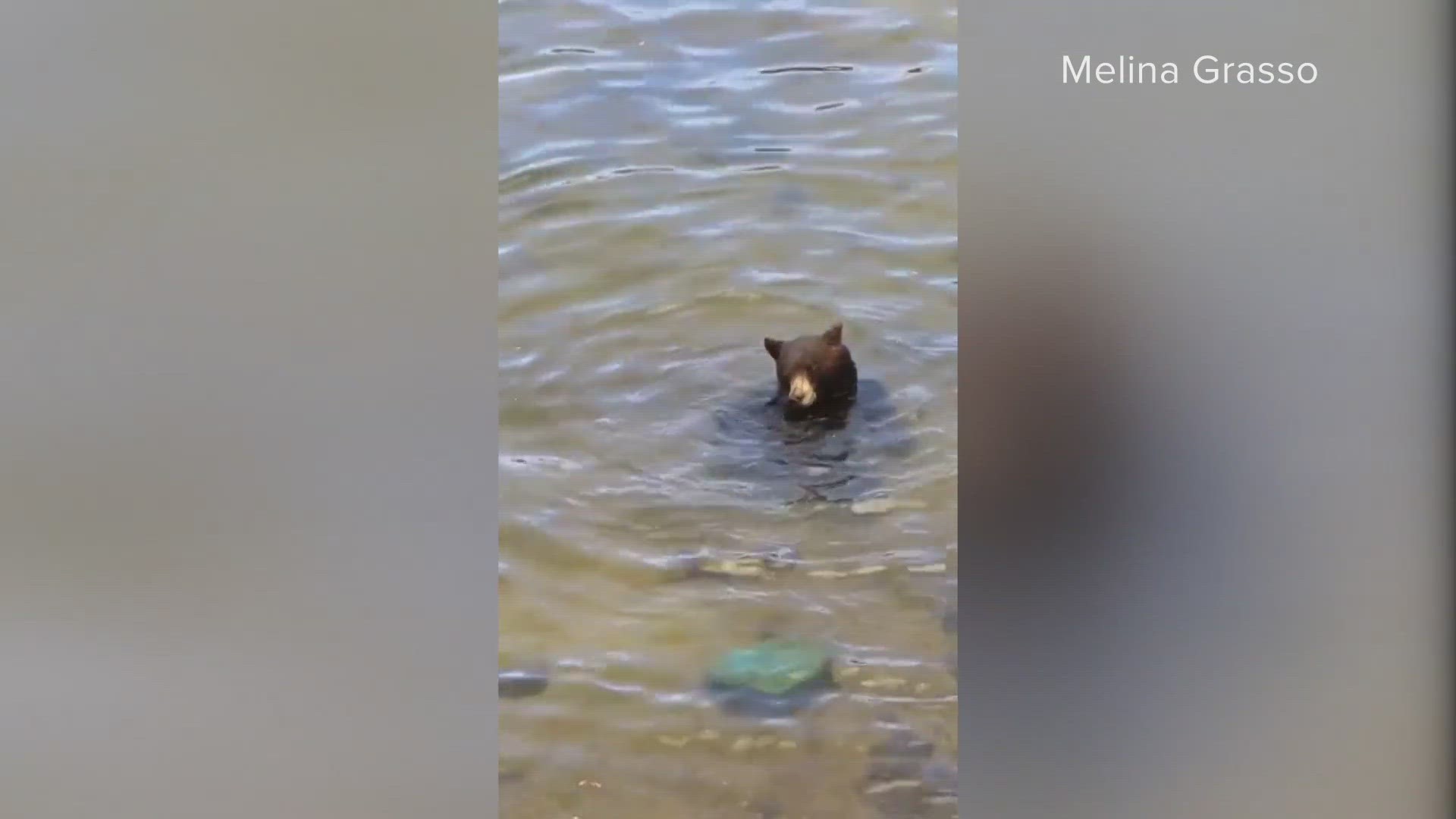 A South Lake Tahoe bear went for a swim Monday, taking a dip to get away from the heat.