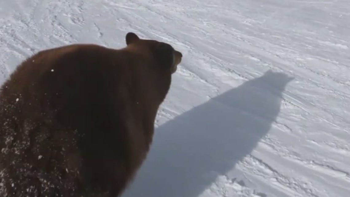 Skier nearly crashes into black bear at Heavenly in Tahoe - Vimarsana News