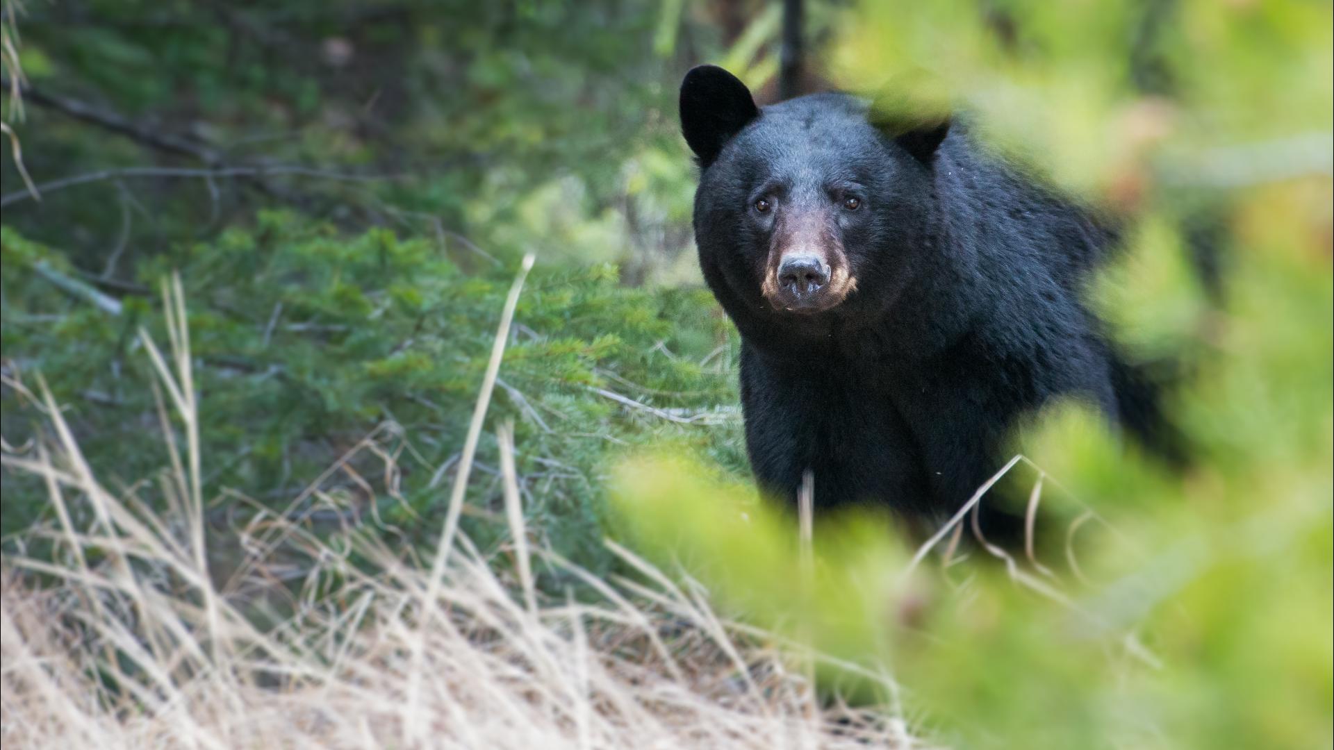 Washington Department of Fish and Wildlife says the woman was hiking with her dogs on a trail near Mink Creek Road, when the dogs go in between two bears.