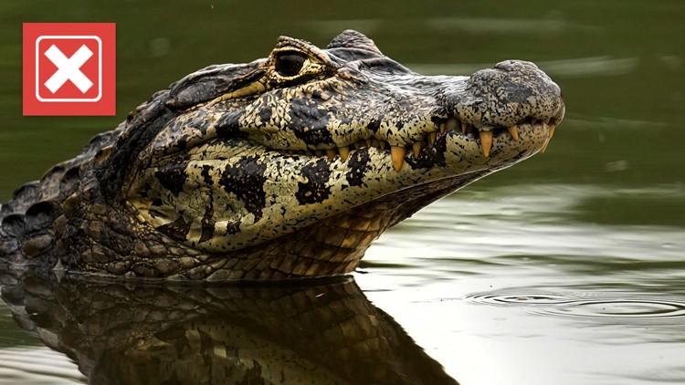 No, an 'invasion of crocodiles' at a beach did not leave the 'local population panicking'