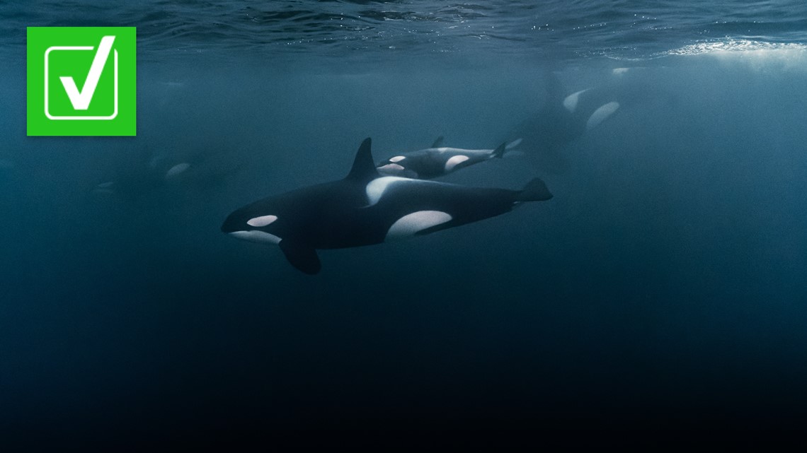 Are killer whales ramming boats more often? What we can VERIFY - Vimarsana News