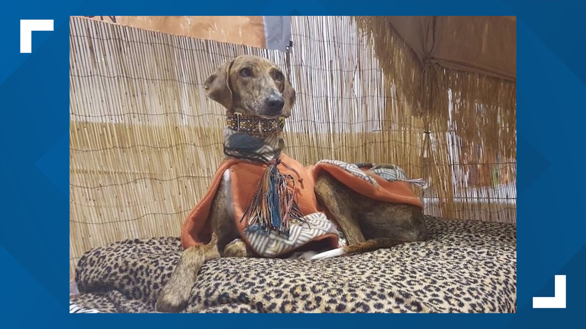 Its Me Or The Dog New Series 2022 East Tennessee dog competes in her first Westminster Dog Show, earns