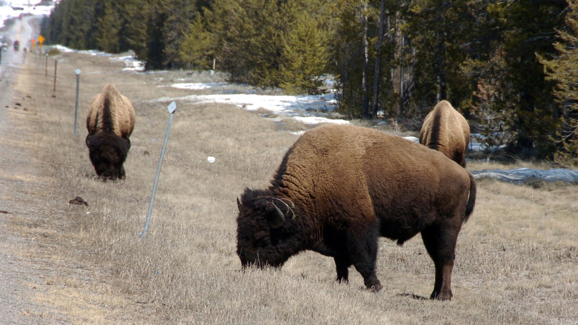As the bison walked near a boardwalk, the woman approached it. The bison then gored and tossed her 10 feet into the air.