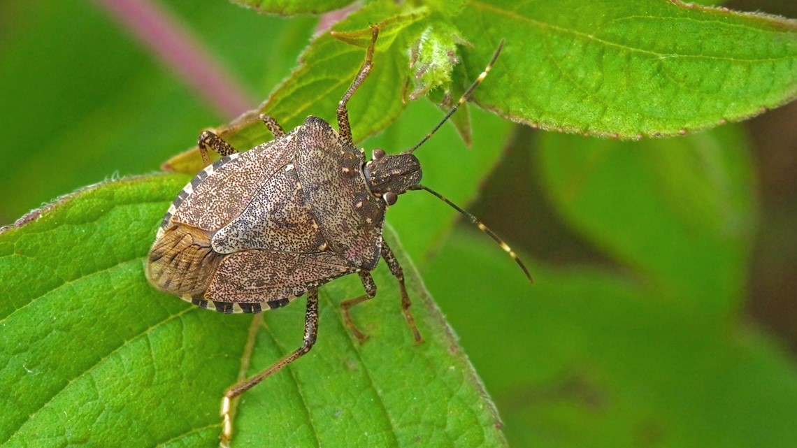 Climate change could bring more stink bugs to Spokane, Inland Northwest ...