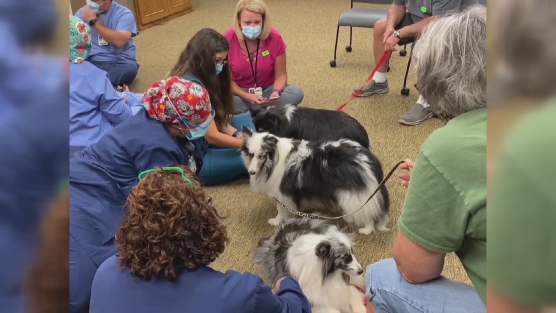 therapy for dogs near me