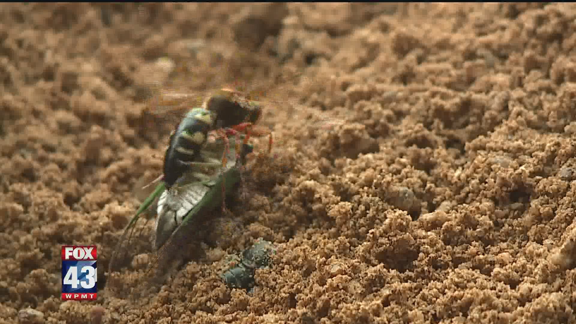 'The BugMan' Ryan Bridge, says the cicada killer wasp is being confused for a much scarier insect
