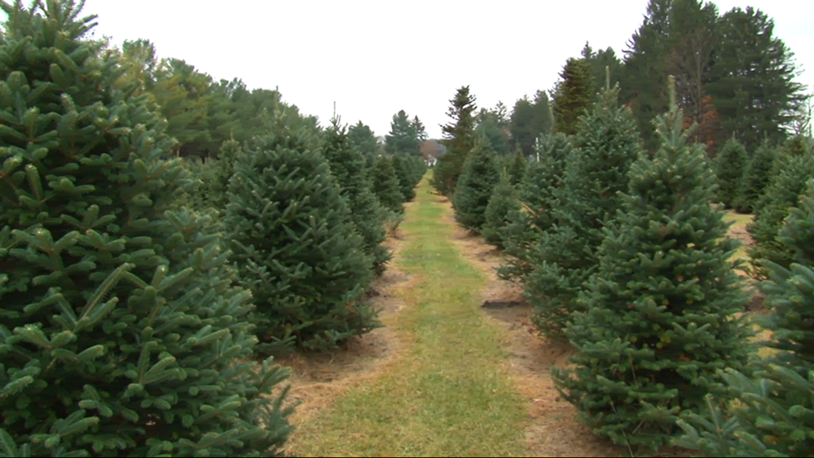 How a Green Bluff Christmas tree farm prepares for the holiday