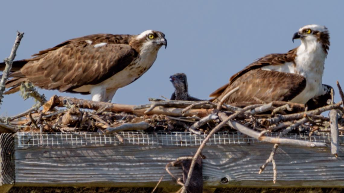 Idaho Transportation Department Takes Action to Safeguard Osprey Nest Amid Highway Construction