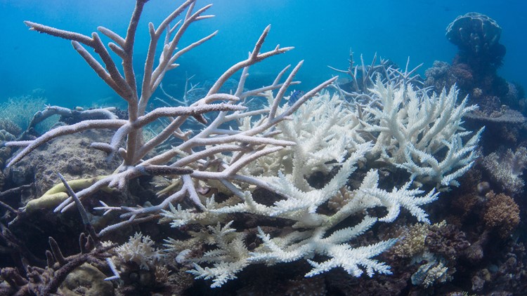 Florida hit with 'massive' coral reef bleaching