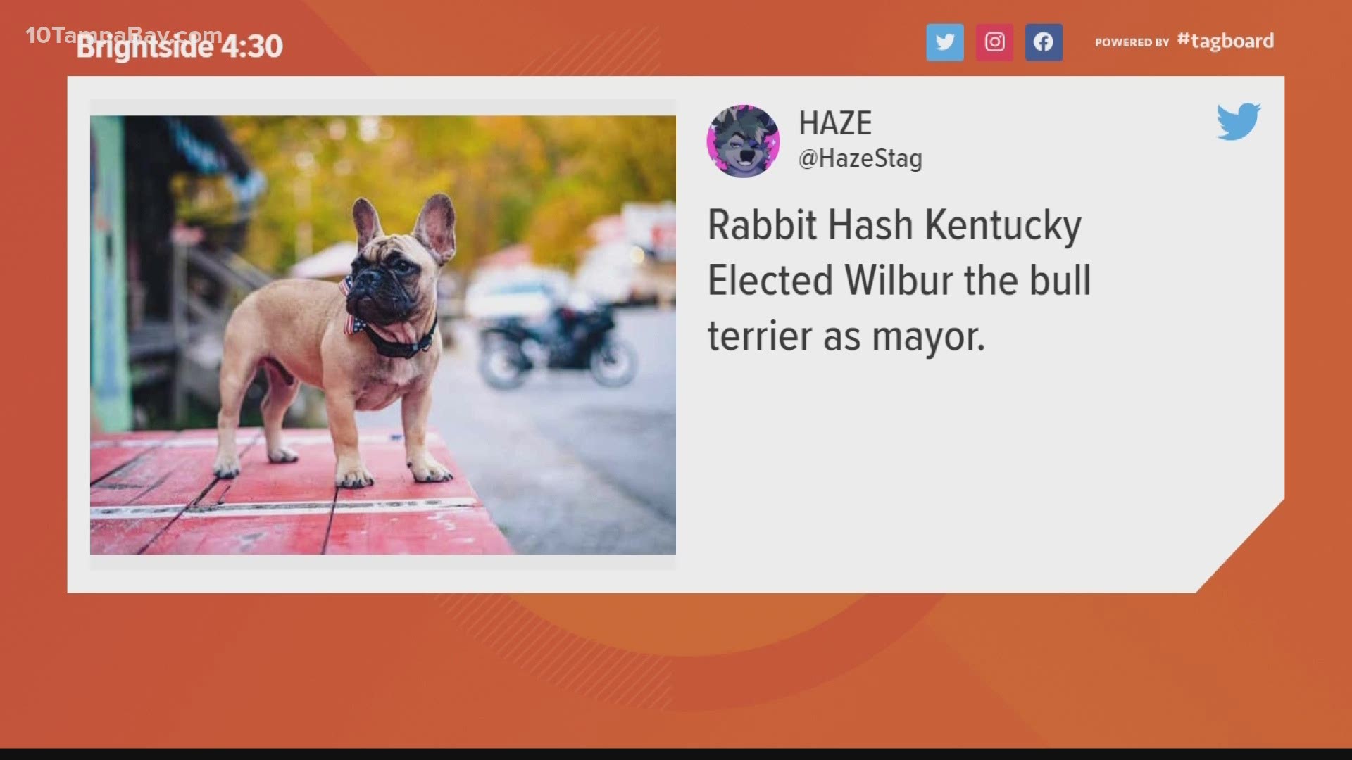 Wilbur Beast the French bulldog won the Rabbit Hash mayoral election in a landslide victory.