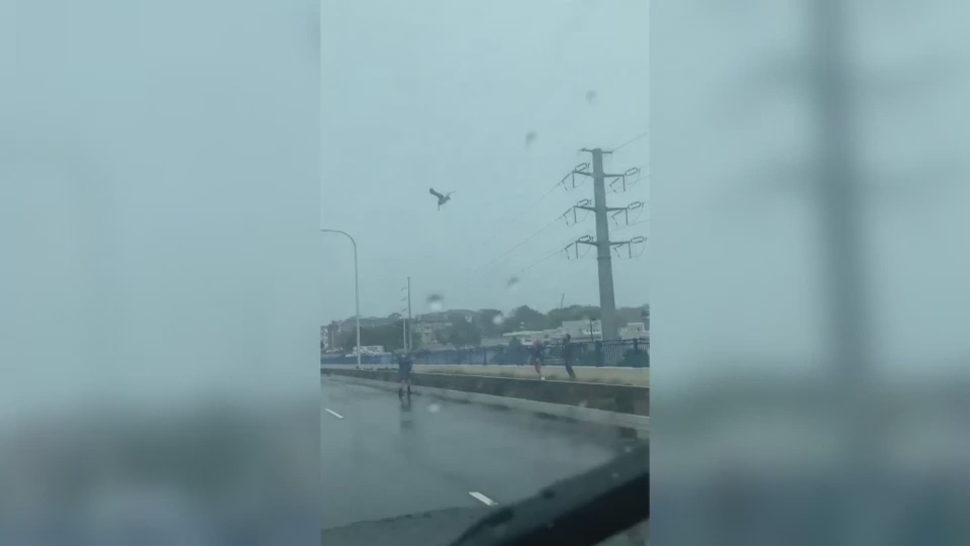 A group of people on the Lesner Bridge in Virginia Beach saved a pelican from high winds during Hurricane Dorian. They safely captured the bird and transported it. (Courtesy: Paul Holley)