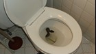 Python caught slithering out of Virginia Beach man's toilet!