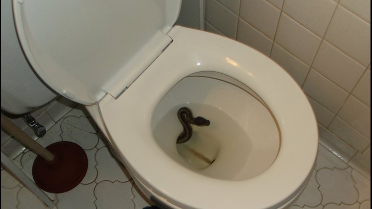 Python caught slithering out of Virginia Beach man's toilet!