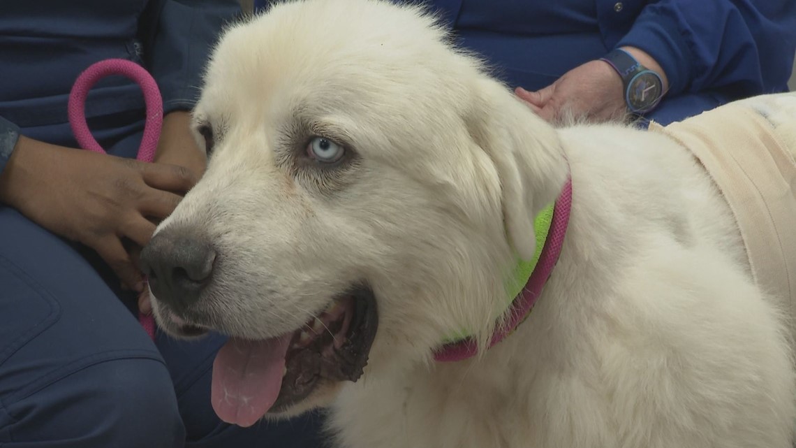 Casper the dog who killed 8 coyotes wins award - Vimarsana News